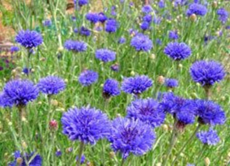 Centaurea Cyanus 'Blue Boy' - Pulled Nursery