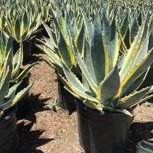 Century Plant (Agave Americana) - Pulled Nursery