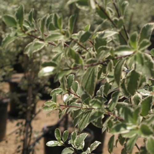 Cheesewood - Pittosporum - Pulled Nursery