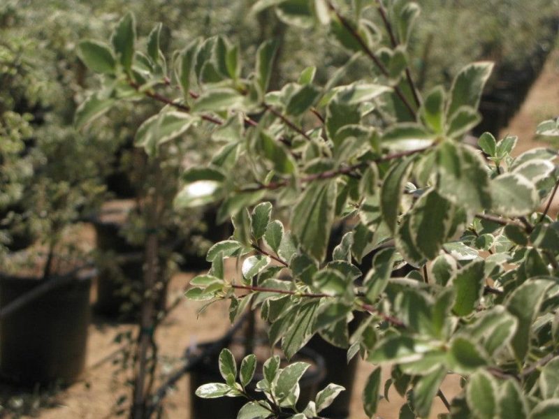 Cheesewood - Pittosporum - Pulled Nursery