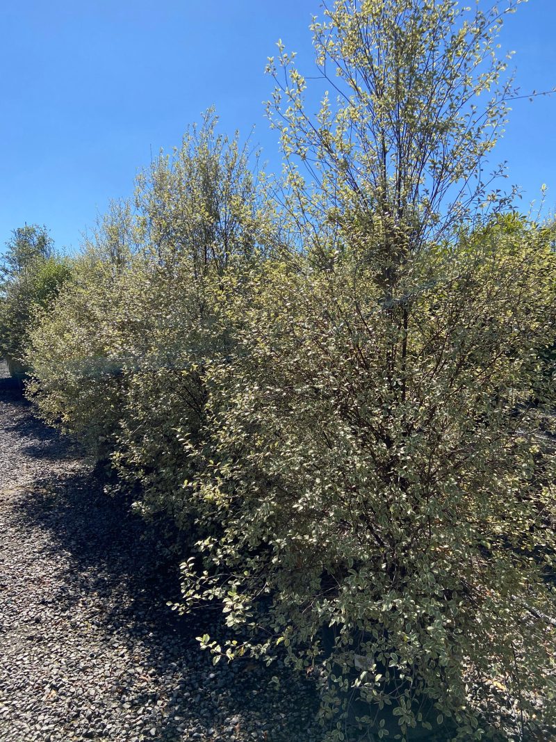 Cheesewood - Pittosporum - Pulled Nursery