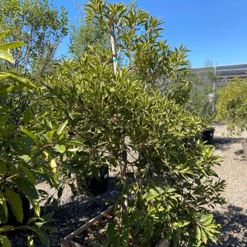 Cheesewood - Pittosporum - Pulled Nursery