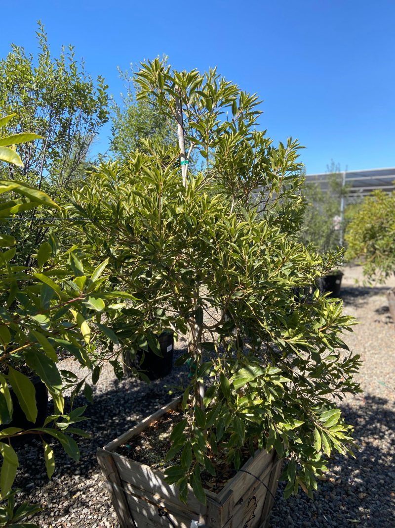 Cheesewood - Pittosporum - Pulled Nursery