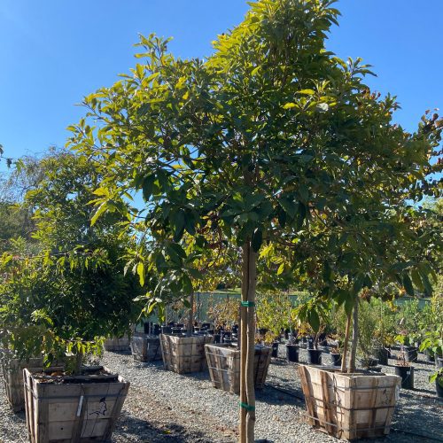 Cheesewood - Pittosporum - Pulled Nursery