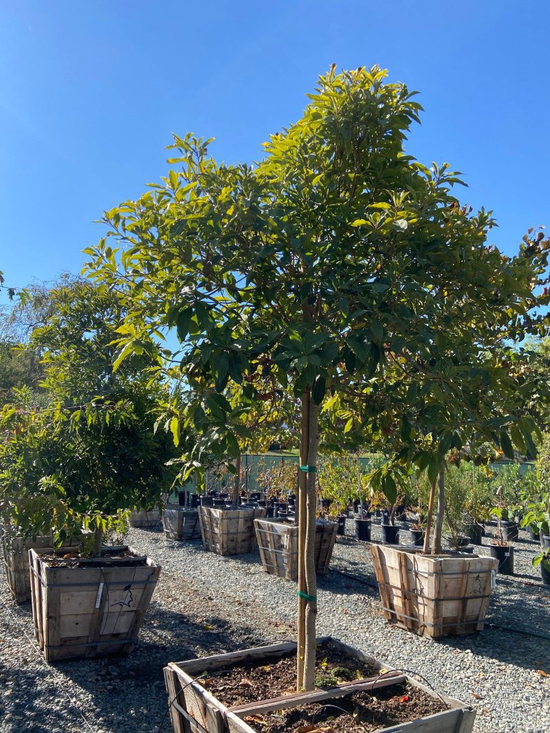 Cheesewood - Pittosporum - Pulled Nursery