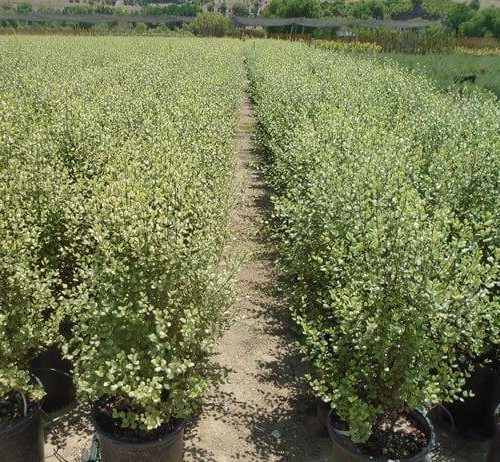 Silver Sheen Kohuhu (Pittosporum tenuifolium ‘Silver Sheen’)