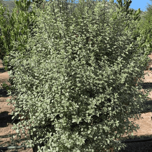 Cheesewood - Pittosporum - Pulled Nursery