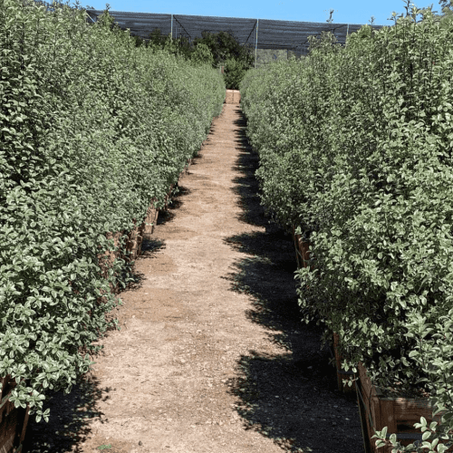 cheesewood pittosporum pulled nursery 4