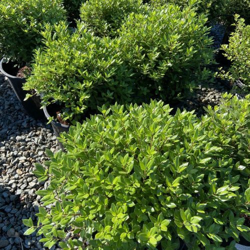 Cheesewood - Pittosporum - Pulled Nursery