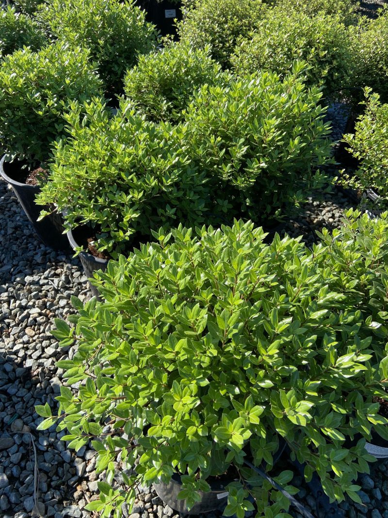 Cheesewood - Pittosporum - Pulled Nursery