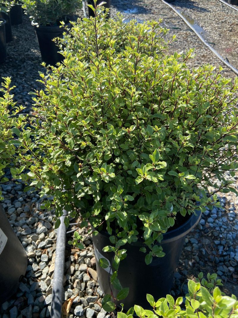 Cheesewood - Pittosporum - Pulled Nursery