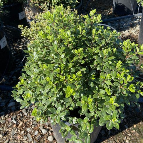 Cheesewood - Pittosporum - Pulled Nursery