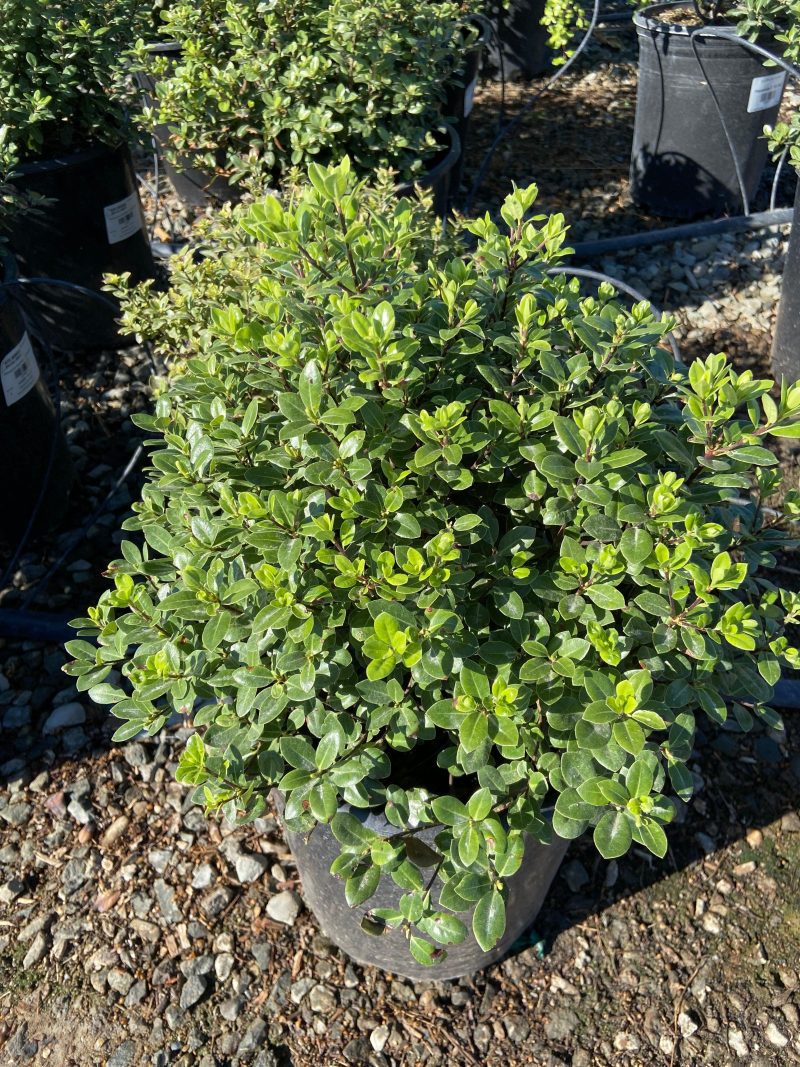 Cheesewood - Pittosporum - Pulled Nursery