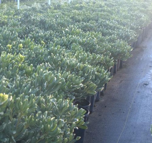 Cheesewood - Pittosporum - Pulled Nursery