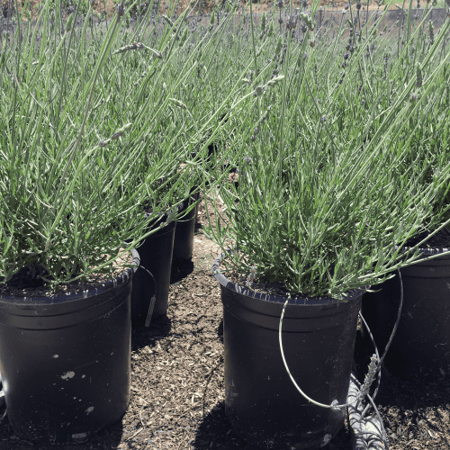 English Lavender (Lavandula Angustifolia)