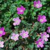 Erodium Reichardii 'Bishop's Form' - Pulled Nursery