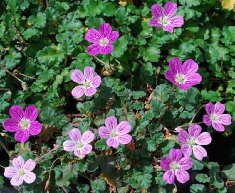 Erodium Reichardii 'Bishop's Form' - Pulled Nursery