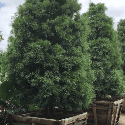 Fern Pine (Podocarpus Gracilior) Hedge - Pulled Nursery