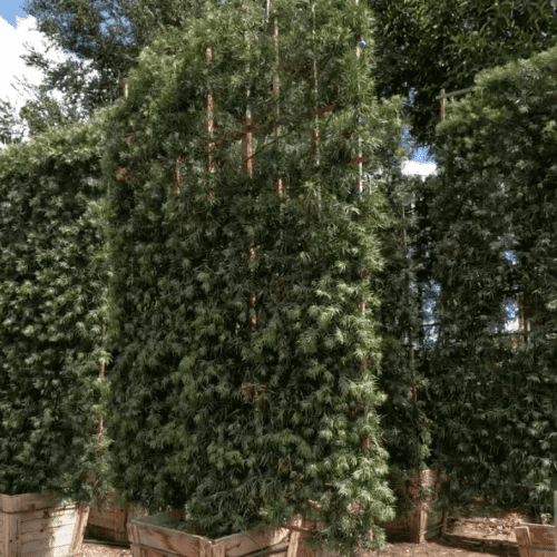 Fern Pine (Podocarpus Gracilior) Hedge - Pulled Nursery