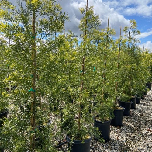 Fern Pine (Podocarpus Gracilior) Hedge - Pulled Nursery