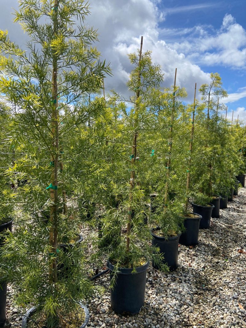 Fern Pine (Podocarpus Gracilior) Hedge - Pulled Nursery