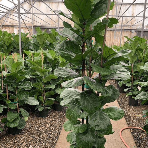 fiddle leaf fig pulled nursery 3