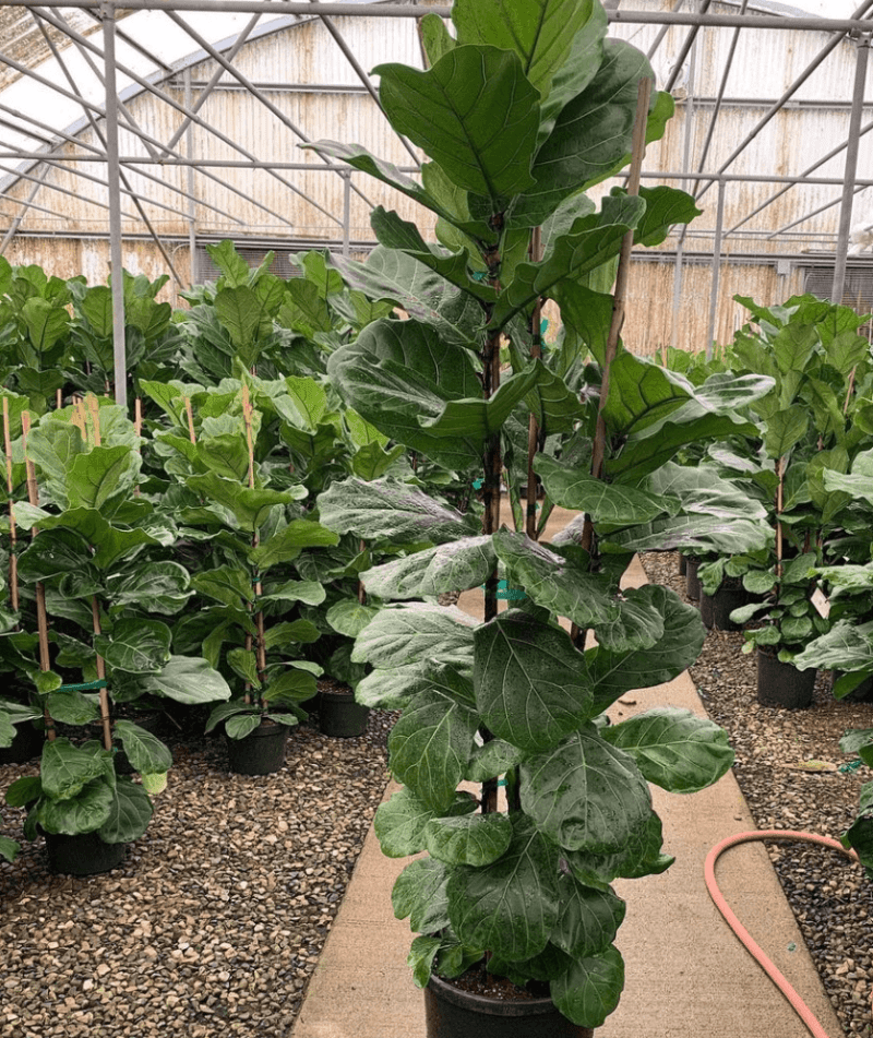 fiddle leaf fig pulled nursery 3