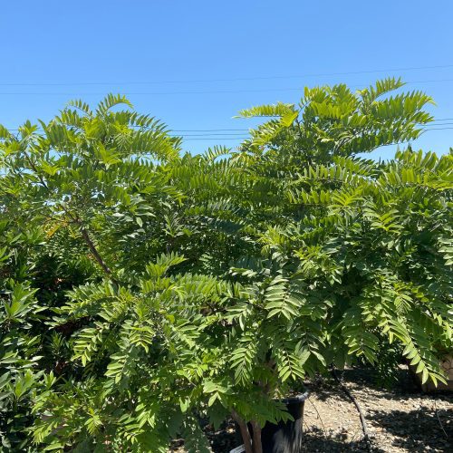 Gold Medallion Tree (Cassia Leptophylla) - Pulled Nursery