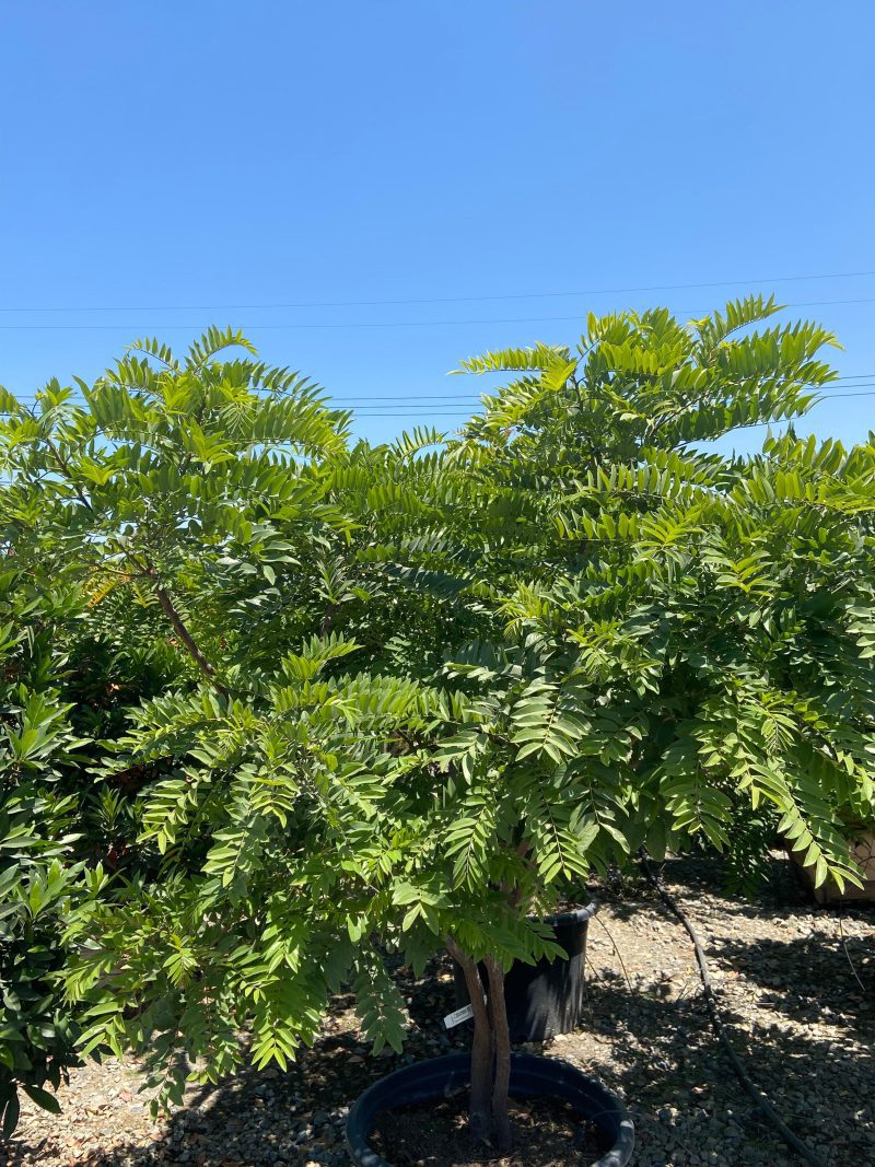 Gold Medallion Tree (Cassia Leptophylla) - Pulled Nursery