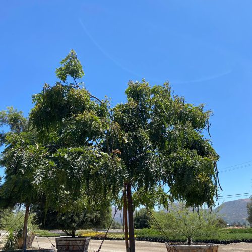 Gold Medallion Tree (Cassia Leptophylla) - Pulled Nursery