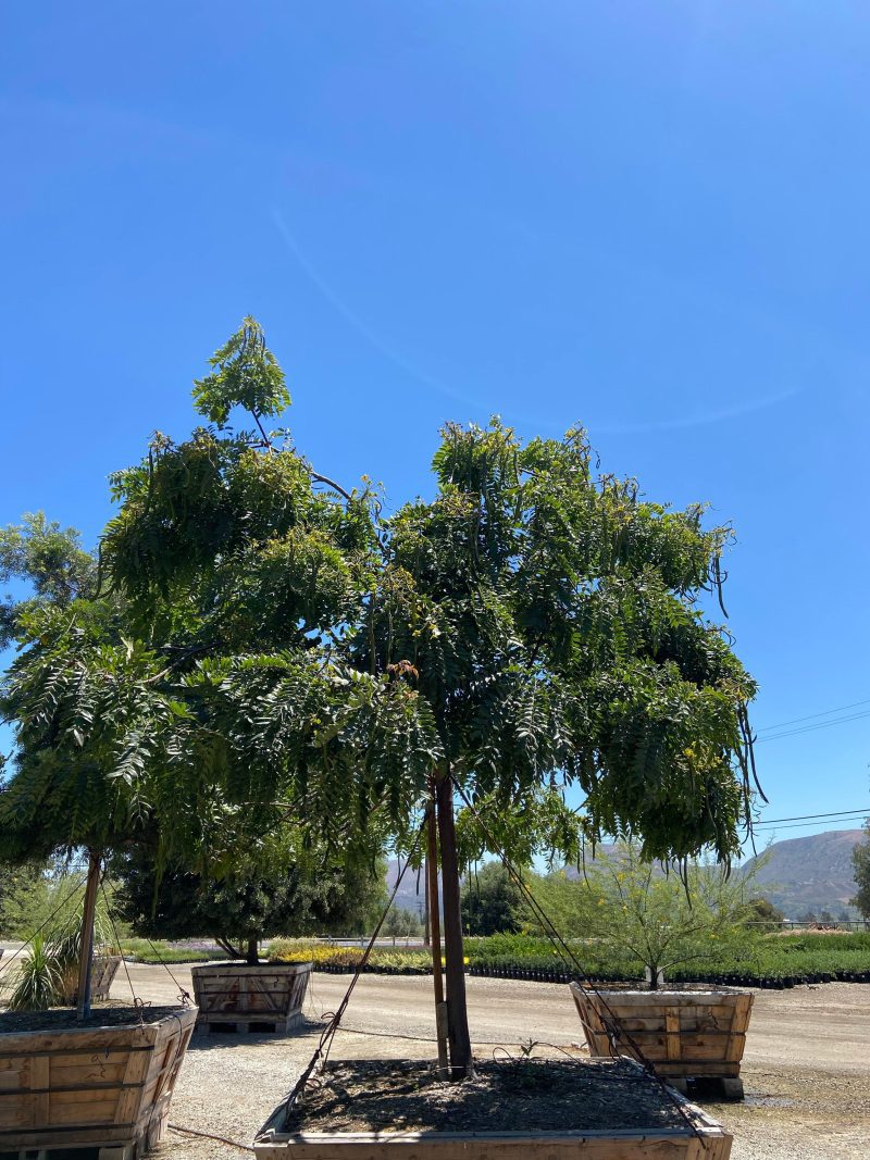 Gold Medallion Tree (Cassia Leptophylla) - Pulled Nursery