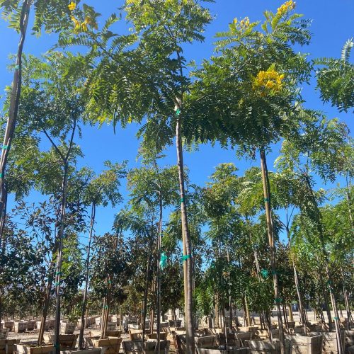 Gold Medallion Tree (Cassia Leptophylla) - Pulled Nursery