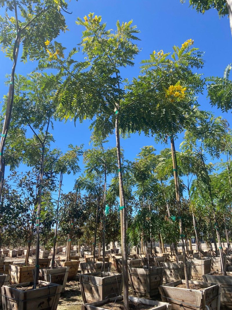 Gold Medallion Tree (Cassia Leptophylla) - Pulled Nursery