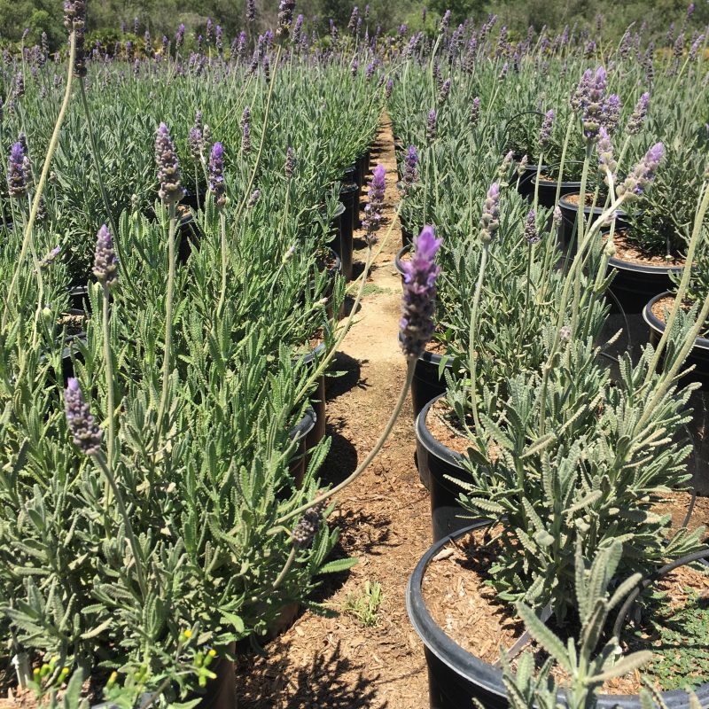 Goodwin Creek Lavender (Lavandula Dentata ‘Goodwin Creek Grey’)