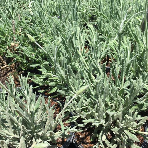 Goodwin Creek Lavender (Lavandula Dentata ‘Goodwin Creek Grey’)