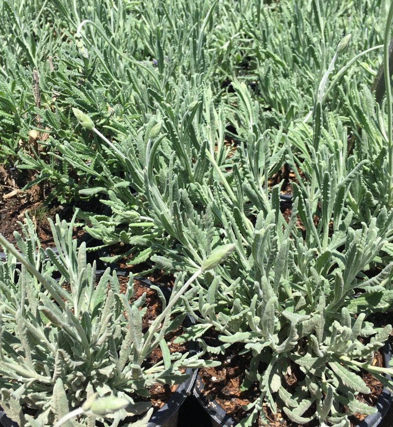 Goodwin Creek Lavender (Lavandula Dentata ‘Goodwin Creek Grey’)