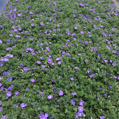 Ground Morning Glory (Convolvulus Mauritanicus (sabatius) - Pulled Nursery