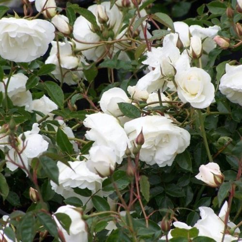 Iceberg Shrub Rose