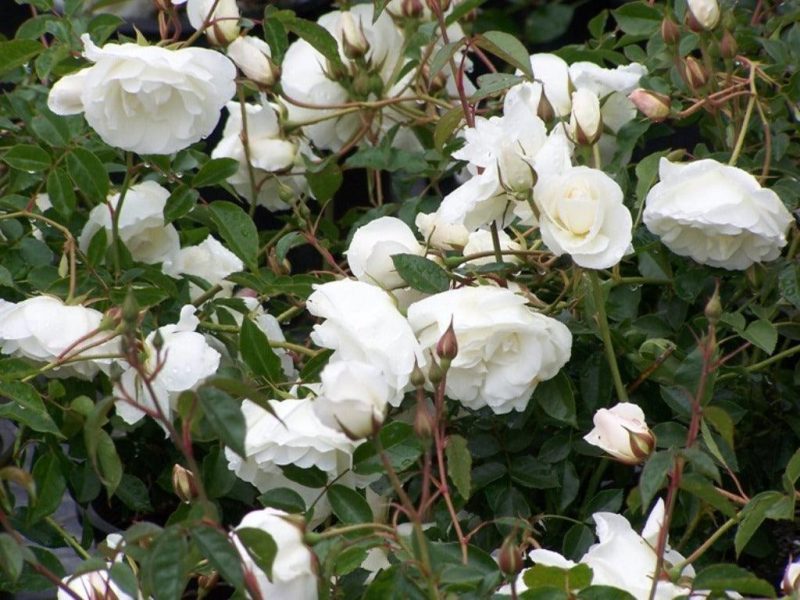 Iceberg Shrub Rose