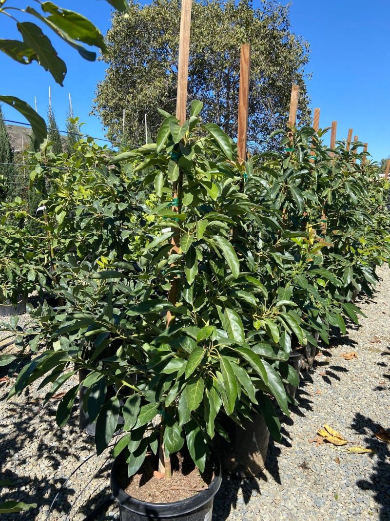 Avocado Tree - Pulled Nursery