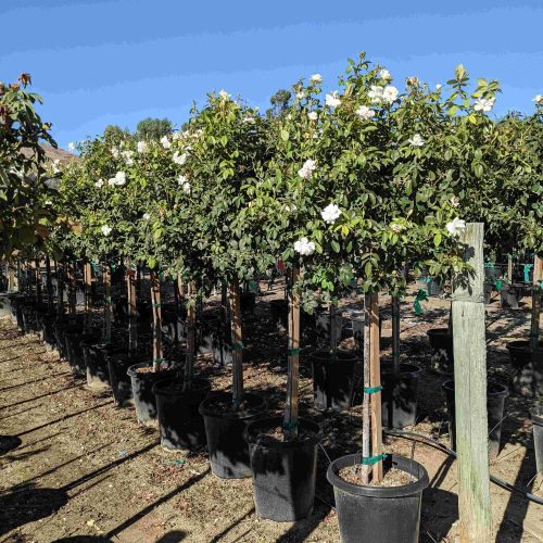 Iceberg Rose Patio Tree 36" - Pulled Nursery