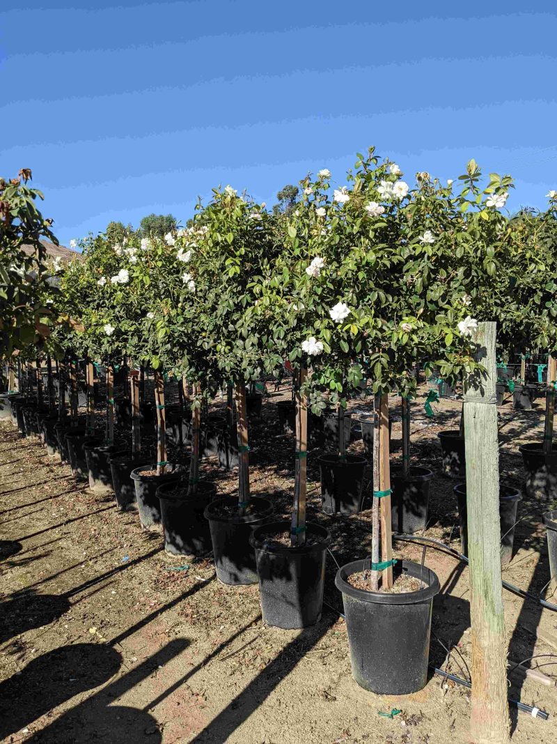 Iceberg Rose Patio Tree 36" - Pulled Nursery