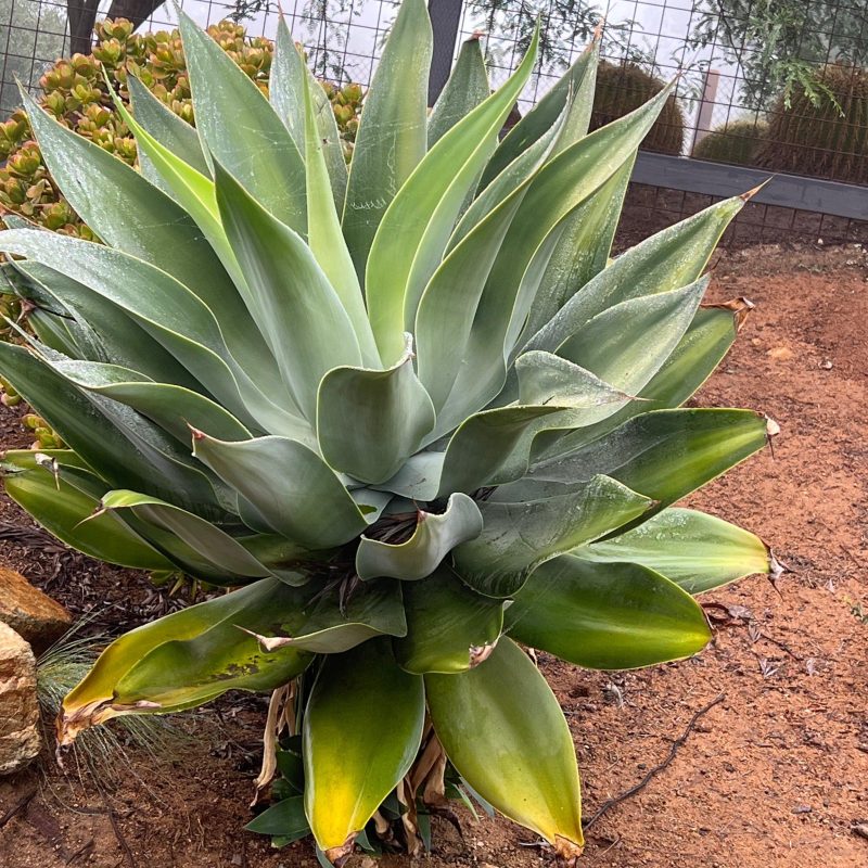 Foxtail Agave - Agave Attenuata - Pulled Nursery