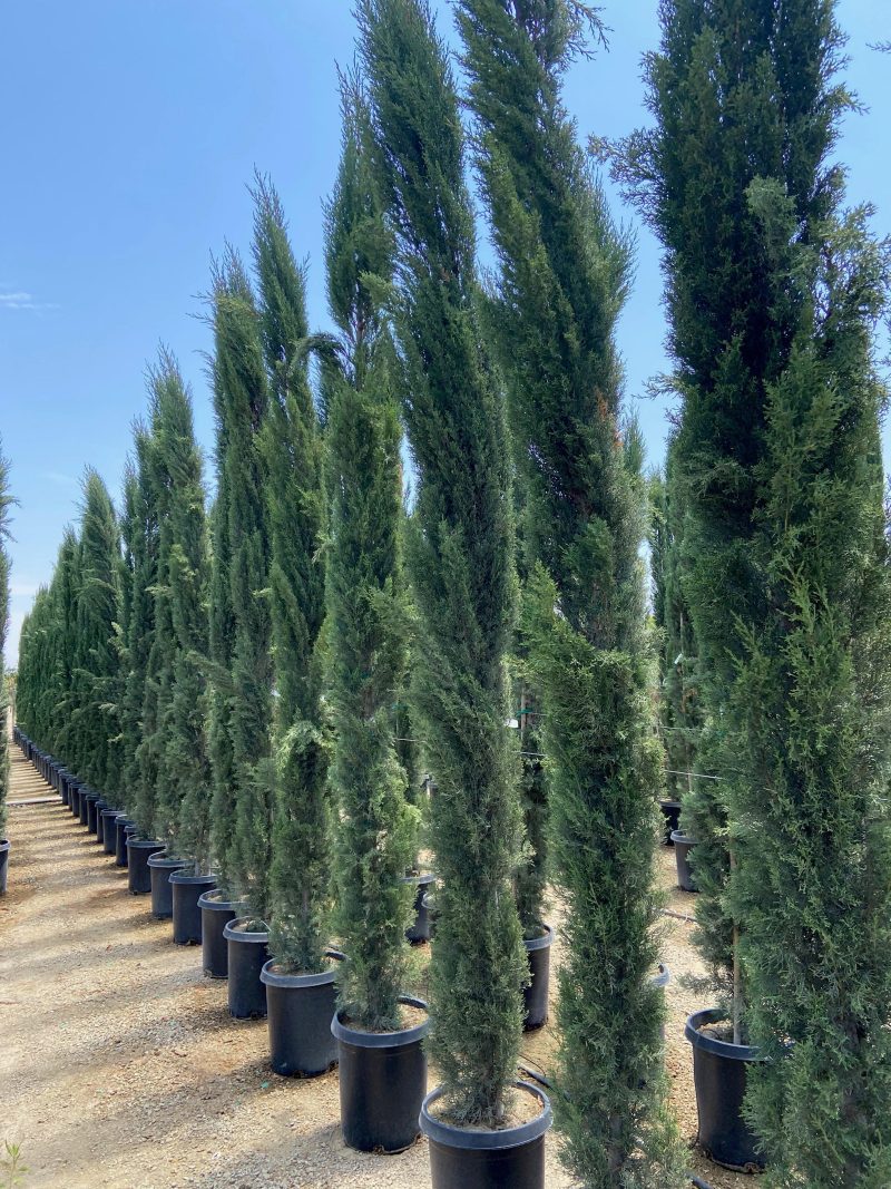 Italian Cypress (Cupressus sempervirens) - Pulled Nursery