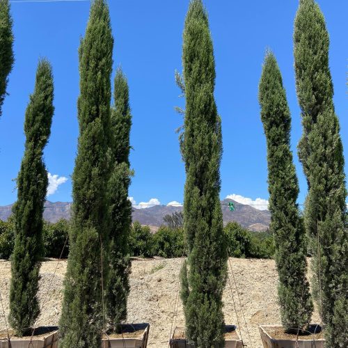 Italian Cypress (Cupressus sempervirens) - Pulled Nursery