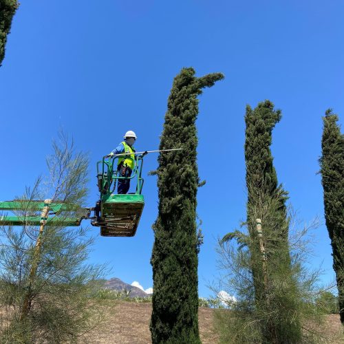 italian cypress cupressus sempervirens pulled nursery 4