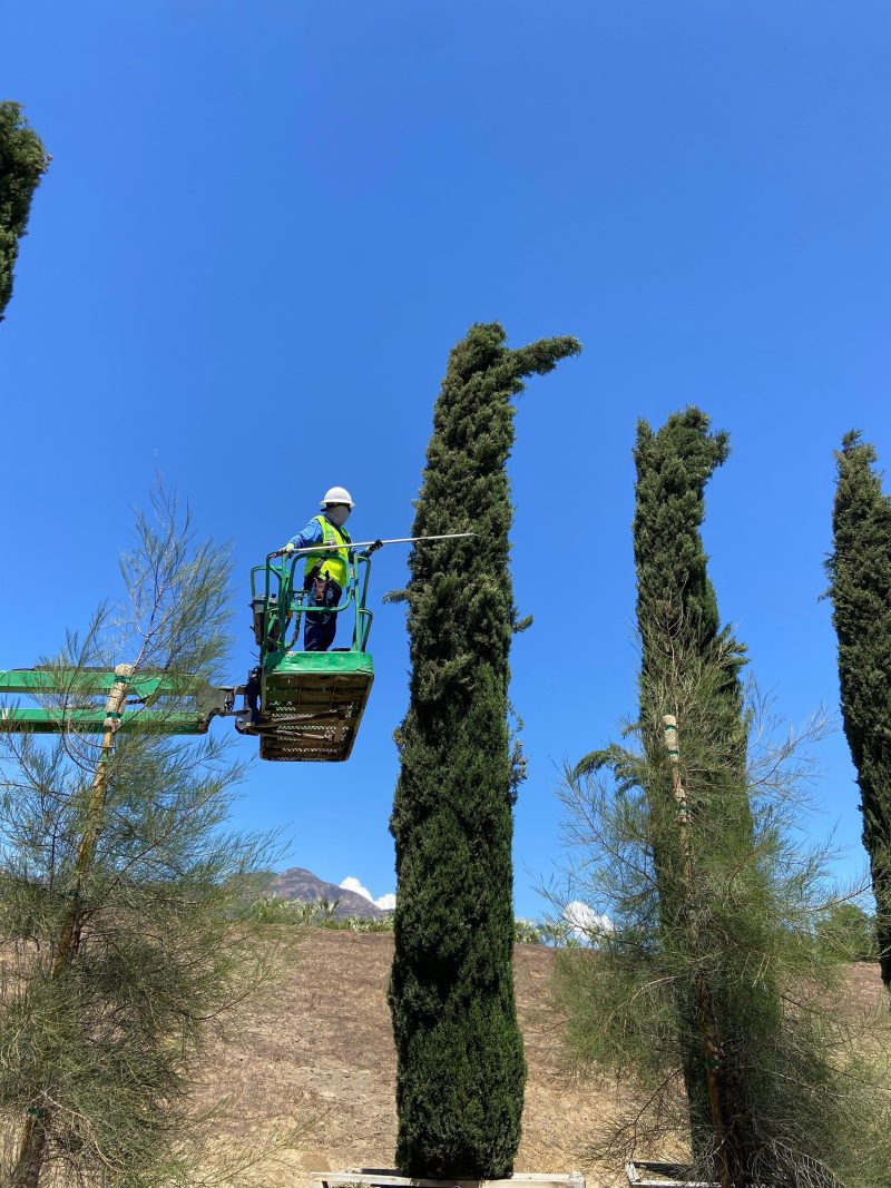 italian cypress cupressus sempervirens pulled nursery 4