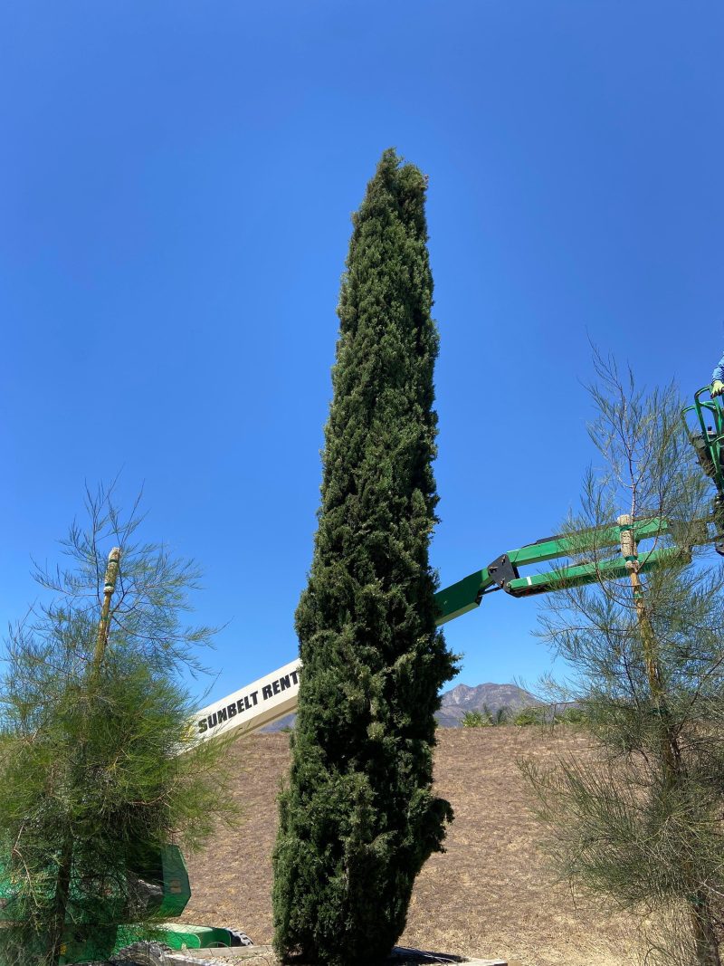 Italian Cypress (Cupressus sempervirens) - Pulled Nursery