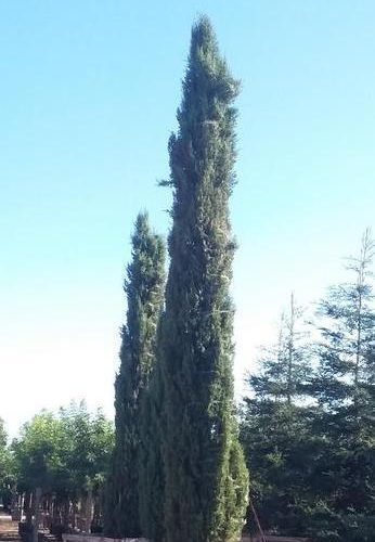 Italian Cypress (Cupressus sempervirens) - Pulled Nursery