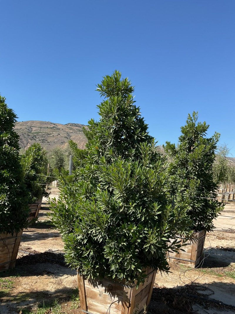 Japanese Blueberry Tree (Elaeocarpus Decipiens) - Pulled Nursery